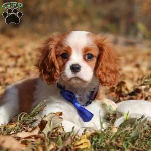 Tiger, Cavalier King Charles Spaniel Puppy